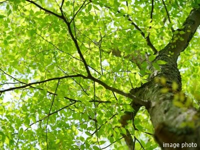 植栽イメージ｜ザ・パークハウス西麻布霞町