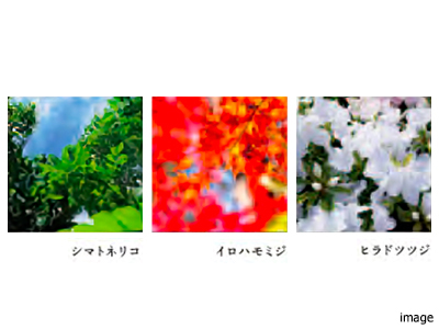 植栽イメージ｜ザ・パークハウス西麻布霞町